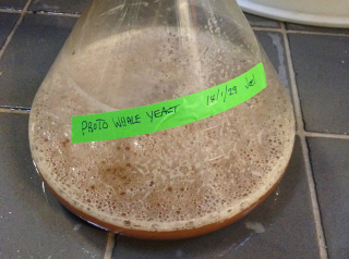 Illustration for article titled This Paleo Beer Is Made With Yeast From a 35 Million-Year-Old Fossil